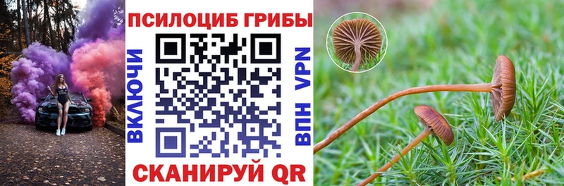 Галлюциногенные грибы Cubensis  продажа наркотиков  Алатырь 